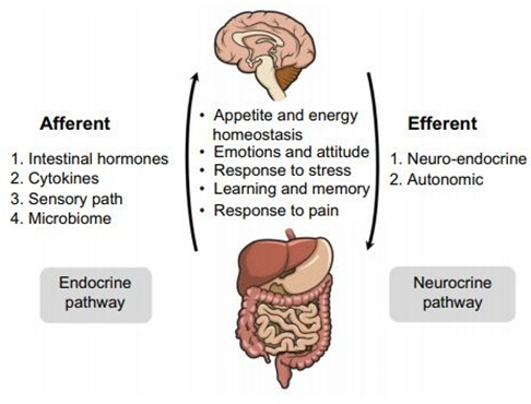 asse intestino cervello connessione