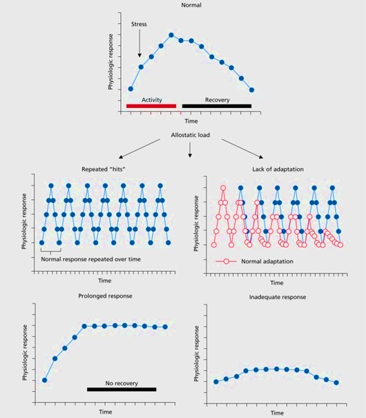 allostasi e carico allostatico significato e definizione