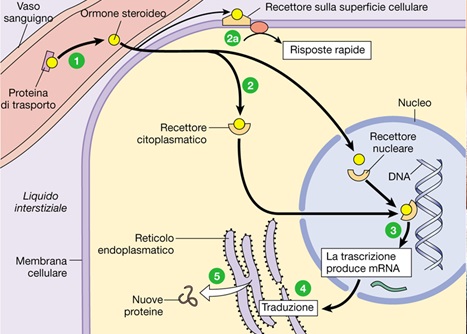 stress risposte cortisolo asse ipofisi ipotalamo corticosurrene